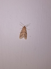 Miltochrista strigipennis