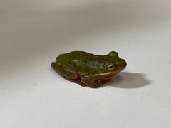Hyla squirella