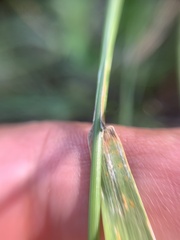 Poa palustris