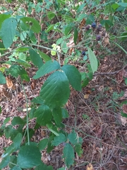 Rubus ulmifolius