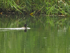 Aythya nyroca