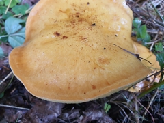 Suillus grevillei