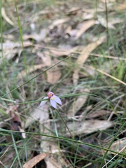 Caladenia alata