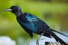 Quiscalus major westoni