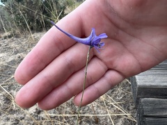 Delphinium gracile