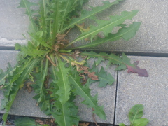Lactuca serriola