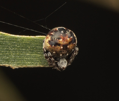 Araneus rotundulus