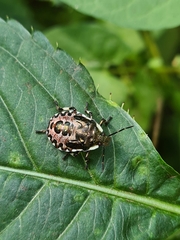 Pinthaeus sanguinipes