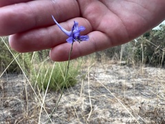 Delphinium gracile