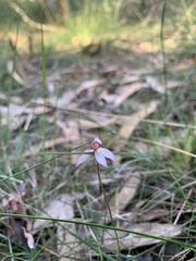 Caladenia alata
