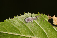 Cyrtepistomus castaneus
