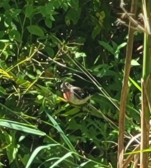 Pheucticus ludovicianus