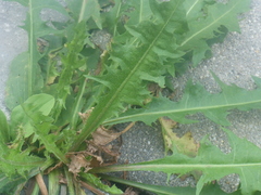 Lactuca serriola