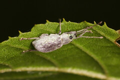 Cyrtepistomus castaneus