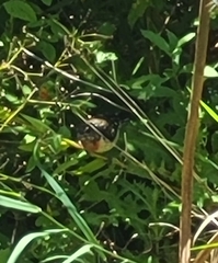 Pheucticus ludovicianus