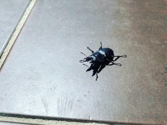 Prosopocoilus