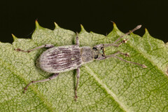 Cyrtepistomus castaneus