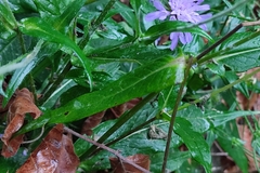 Knautia dipsacifolia