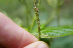 Impatientinum asiaticum