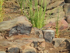 Streptopelia senegalensis