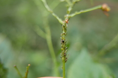Impatientinum asiaticum