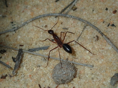 Camponotus rufus