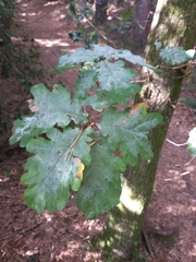 Quercus robur