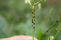 Impatientinum asiaticum