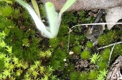 Rosulabryum