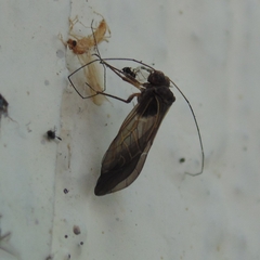Elipsocidae