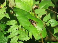 Sericomyia silentis