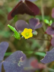 Oxalis stricta rufa