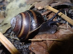 Thersites mitchellae