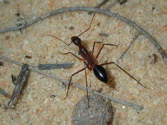 Camponotus rufus