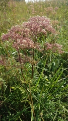 Valeriana