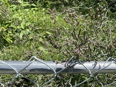 Verbena bonariensis