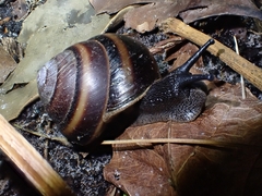 Thersites mitchellae