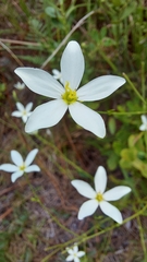 Sabatia