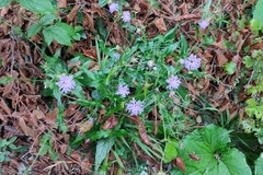 Knautia dipsacifolia