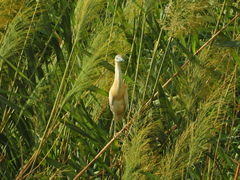 Ardeola ralloides