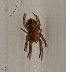 Larinioides cornutus