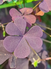 Oxalis stricta rufa