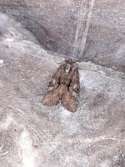 Noctuinae