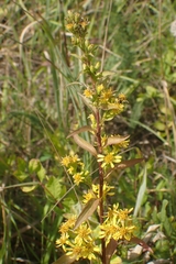 Solidago virgaurea
