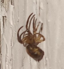 Larinioides cornutus