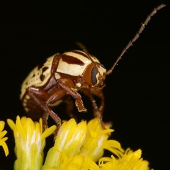Cryptocephalus mutabilis
