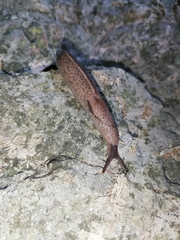 Tandonia rustica