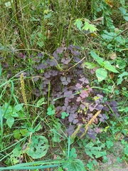 Oxalis stricta rufa