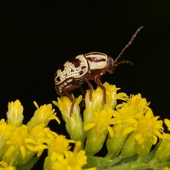 Cryptocephalus mutabilis
