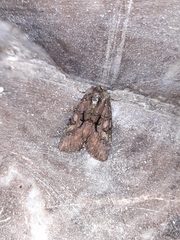 Noctuinae